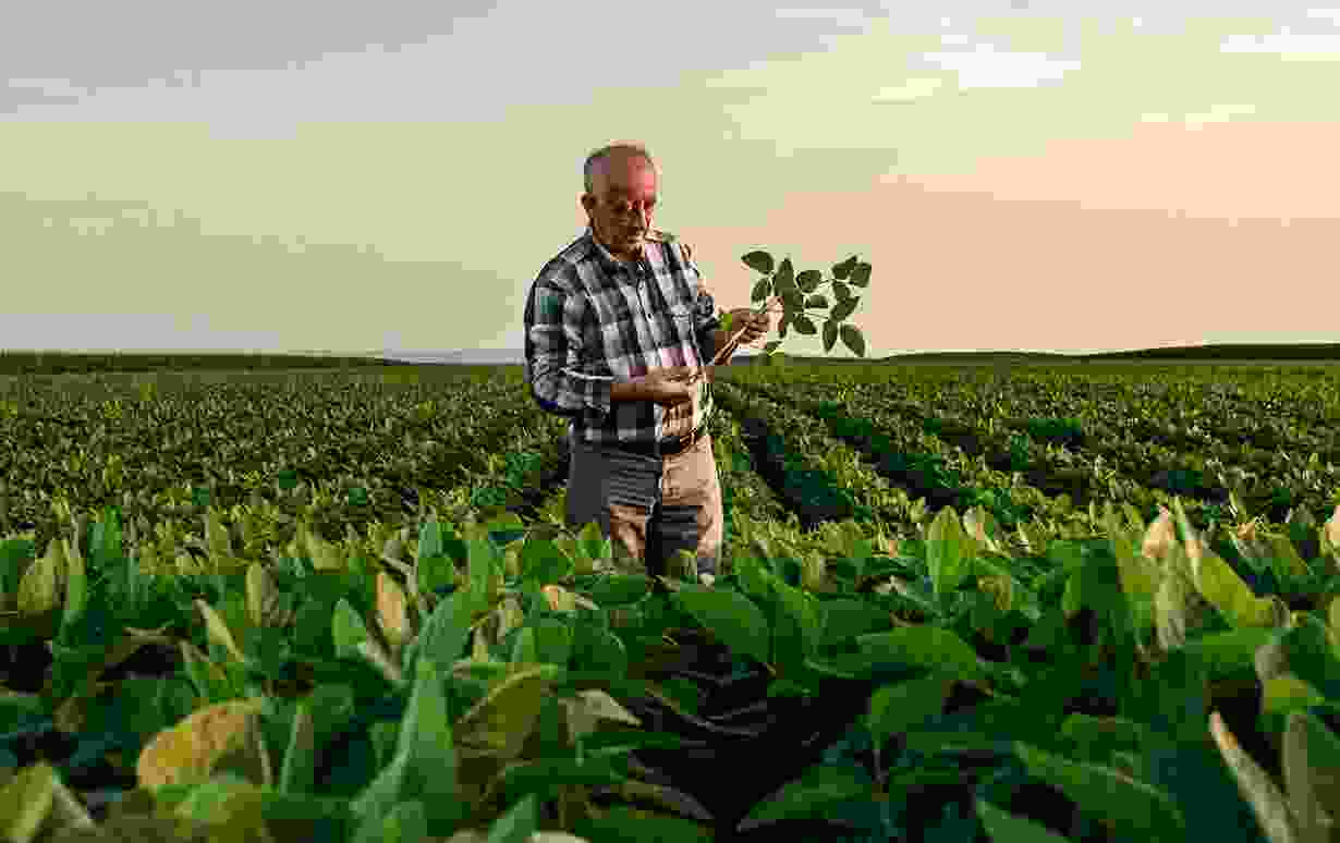 Soybean Cultivation & Production In North East